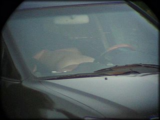 car-petting+2_30.jpg